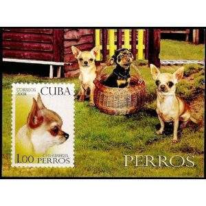 CUBA - CÃES