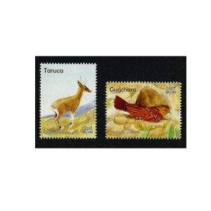 PERU - TARUCA E GUÁCHARO 2017